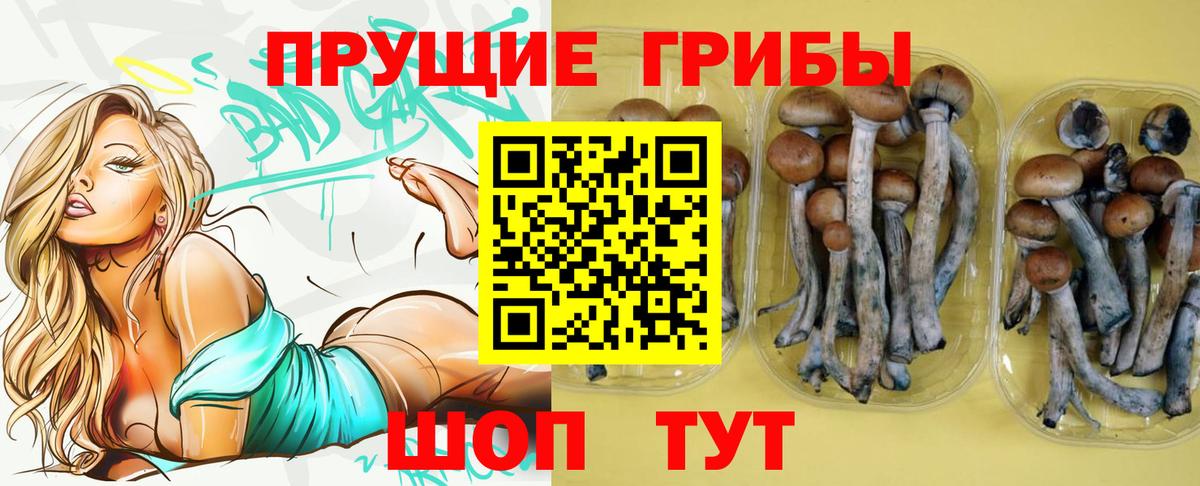 Пугачёв  Псилоцибиновые грибы Psilocybe  Вход с VPN 